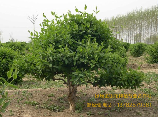 四年以上苗 四年以上苗