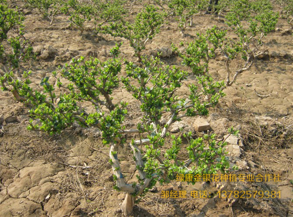 四年以上苗 四年以上苗