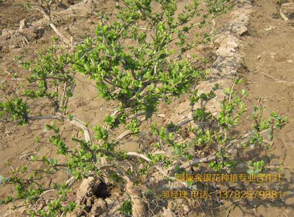 四年以上苗 四年以上苗