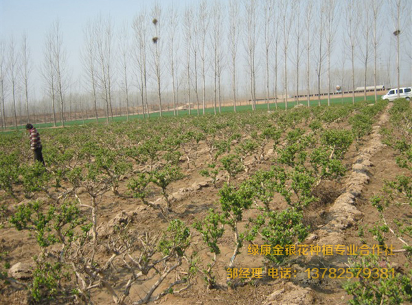 四年以上苗 四年以上苗