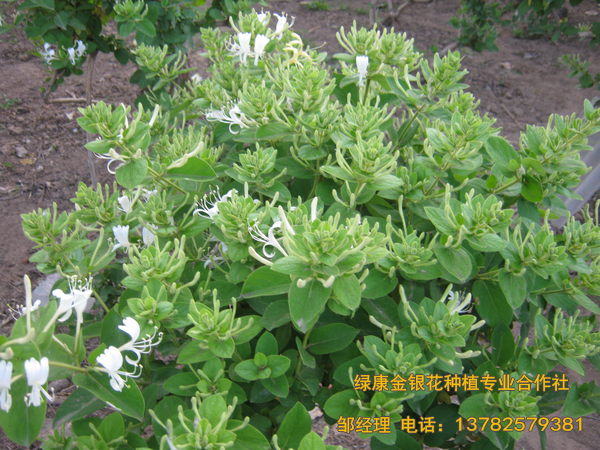 2017年新品 2017年新品