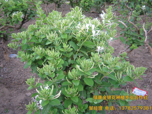 2017年新品 2017年新品