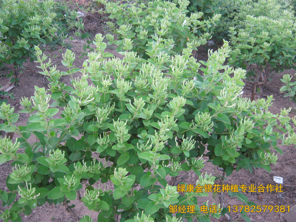 2017年新品 2017年新品