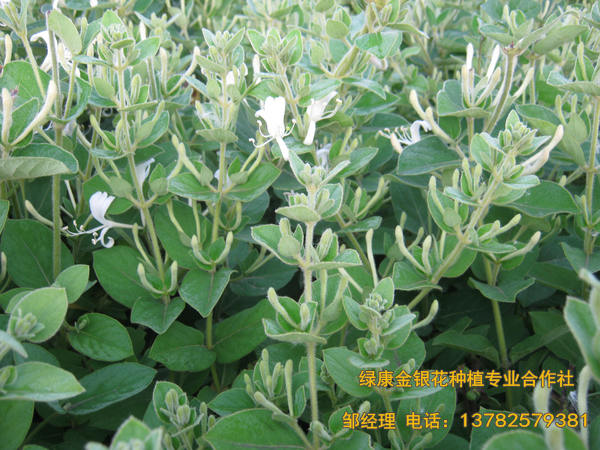 2017年新品 2017年新品