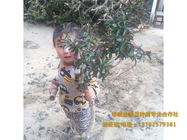 紅色金銀花 紅色金銀花