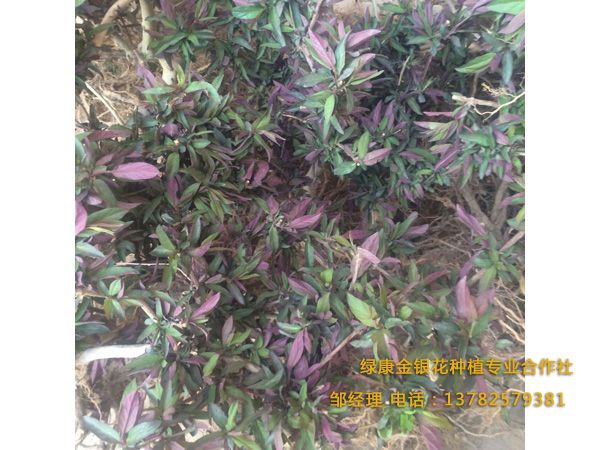 紅色金銀花 紅色金銀花