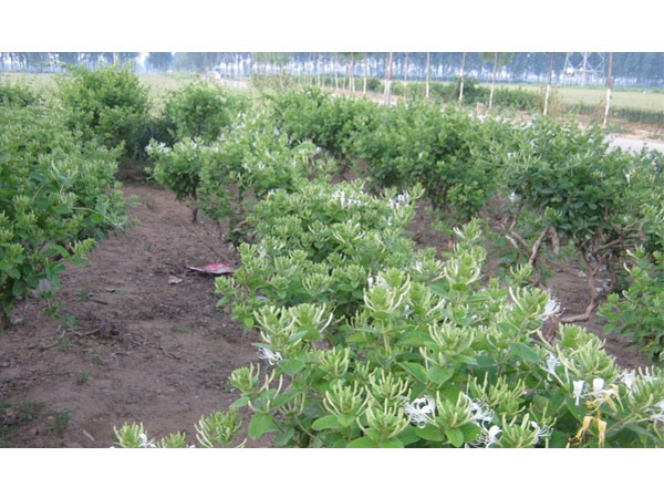 河南金銀花苗會(huì)出現(xiàn)哪些病蟲(chóng)害？