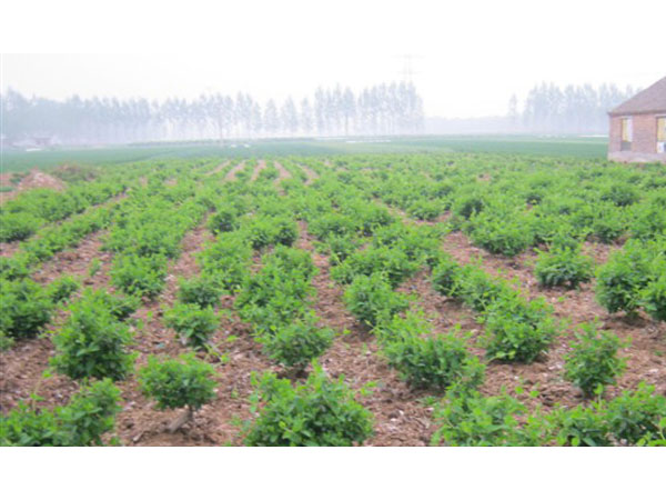 溫度在種植河南金銀花苗時(shí)有何影響？